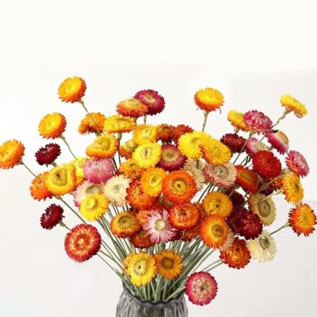 24 Natural Dried Daisies